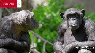 Full Video: Why Chimpanzees & Gorillas Are So Horny: Part 2