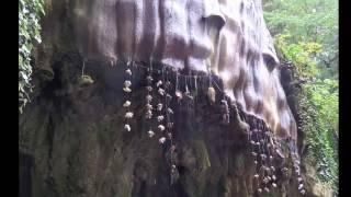 Old Mother Shipton's Petrifying Well