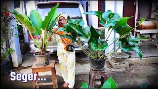 Sore Blusukan di Kebun Tawarkan Tanhis Cantik Seger Mumer