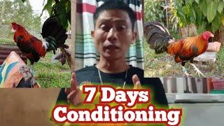 7 DAYS CONDITIONING (short conditioning)