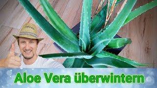 Aloe Vera überwintern  Meine Tipps