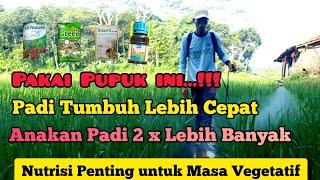 Cara Mempercepat Pertumbuhan Padi. Cara Memperbanyak Anakan Padi. Bibit Padi Unggul Inbrida C2