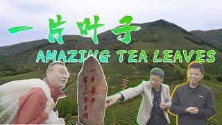 Amazing Tea Leaves｜一片叶子｜White tea｜AnjiCounty｜中国白茶第一村｜