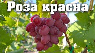 Роза красна - мускатна красуня. Нова гібридна форма селекції Калугіна