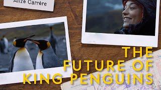 Modern Explorer | Episode 6 | The Future of King Penguins