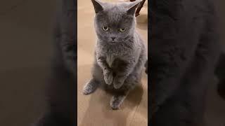 Cat Begs For Treats By Joining Their Paws - 1449593
