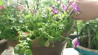 How to take care viola pansies plants