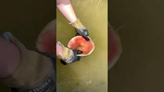 Lifehack for Survival -  WATERMELON  #survival #lifehack #outdoors