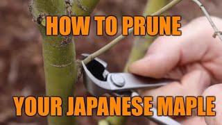 How to Prune A Japanese Maple - JAPANESE MAPLES!
