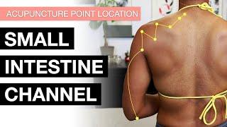 Acupuncture Point Location: The Small Intestine Channel (SI Meridian Acupuncture Points)