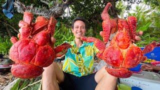 Huge Coconut Crab!!  (UNLIKE Any Other Crab on Earth!!) South Pacific Islands