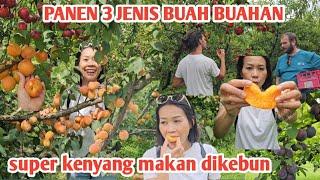 KENYANG PUAS DAN BAHAGIA PANEN BUAH BUAHAN KALI INI PART 1