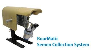 Minitube BoarMatic boar semen collection system