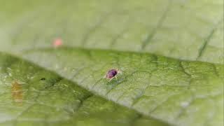 Predatory mites hunting two-spotted spider mites