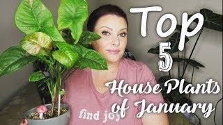 My Top 5 House Plants of January 2020