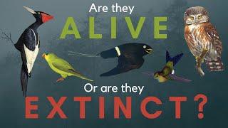 5 Birds that May or May Not be Extinct