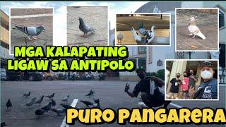 KALAPATING LIGAW SA ANTIPOLO CHURCH