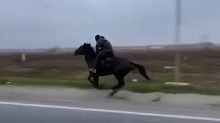 Лошадь против авто