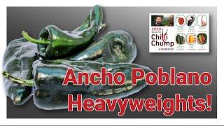 Ancho Poblano competition results - ChilliChump Seedkit 2020