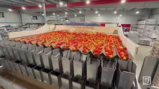  Envasado automático de tomate cherry | Automated packaging for cherry tomatoes.