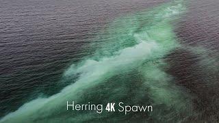 Herring Spawn in 4k