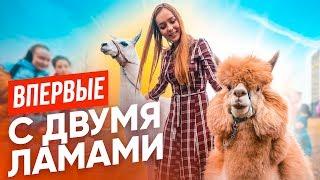 ВПЕРВЫЕ: ЗАВЕЛА АЛЬПАКУ И ЛАМУ// 24 часа с новыми питомцами!