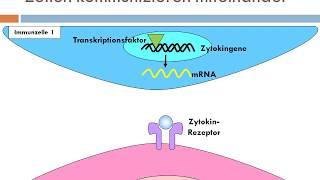 Unser Immunsystem