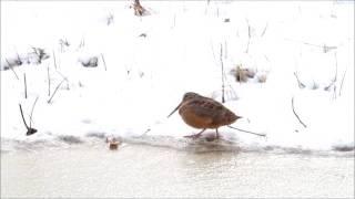 American Woodcock shows off dance moves