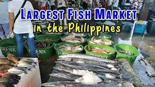LARGEST FISHING PORT AND SEAFOOD MARKET in the Philippines | Metro Manila's NAVOTAS FISH PORT