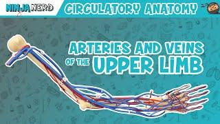 Circulatory System | Arteries & Veins of the Upper Limb | Vascular Arm Model