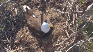 LIVE P06| Review birds in the nest with nature, Parent birds brings food to feed their babies