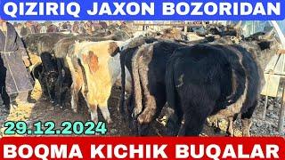 BOQMA VA KICHIK BUQALAR NARXLARI QIZIRIQ JAXON MOLBOZORI 29.12.2024