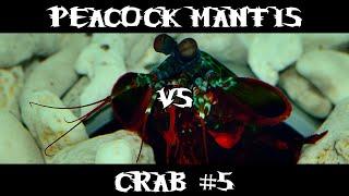 Peacock Mantis VS Crab #5