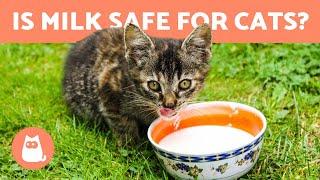 Is it OK for CATS to drink MILK?  Find out!