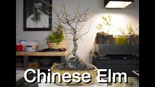 Chinese Elm Root Over Rock:  Dave's Bonsai E197