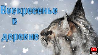 Наш выходной день/ #коровы на выгуле #зимой