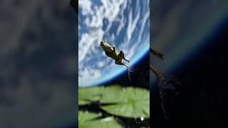 Frog Takes Flight  | Shooting Stars Meme #Frog #Meme #ShootingStars #BagRaiders #OuterSpace  #fun