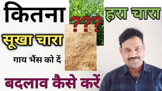 भैंस गाय को कितना चारा देना चाहिए dry and green fodder quantity for cow buffalo