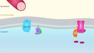 GPCR Scientific Animation