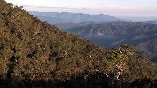 Arfak Mountains Papua, Birds of Paradise, Burung Indonesia, Bowerbird