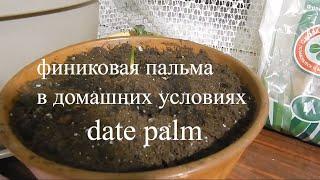 посадка финиковой пальмы в домашних условиях#date palm at home#растениеводство#пальма из косточки