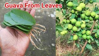 How To Grow Guava Tree From Guava Leaves / Guava Leaf Grow / Guava From Leaves / Guava Grow by Leaf