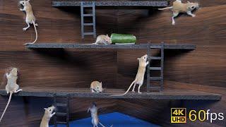 Cat Tv games for cats to watch cute mice hide & seek and play on screen 4k UHD 8 hours