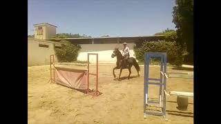13yo CP For Sale- jumping 1.10m