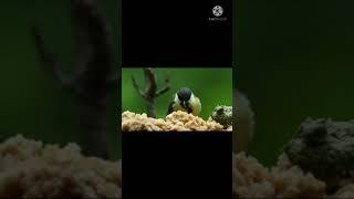 TIT MOUSE#BEAUTIFUL TIT MOUSE BIRDS #shorts#MOJOJOJO REACTION #