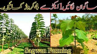 Sagwan Tree Farming-Teak Tree Farming-Sagwan ki kasht-AZHAR JAHANGIR AZEEMi