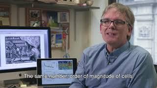 Tuning the Brain with Music : David Peopple (Psychology and neuroscience professor at NYU)