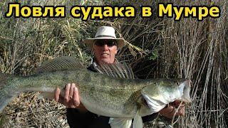 ЛОВЛЯ СУДАКА в Мумре| Главный банк | Рыбалка в Мумре