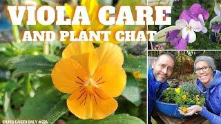  Viola Plant Chat: Learn Viola Plant Care and More - SGD 226 