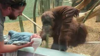 Family shares heartfelt moment as Louisville Zoo orangutan asks to see newborn